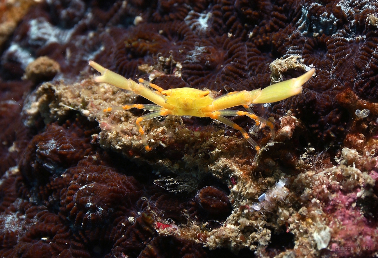Raja Ampat 2016 - Unidentified - Coral crab - Crabe de corail - IMG_5177_rc.jpg
